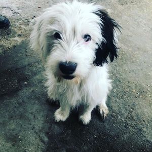 Meet your Posher, Simona